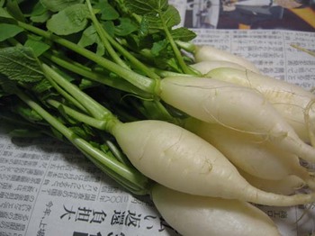 チビ大根