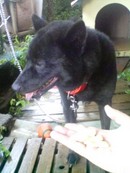 大騒動の散歩