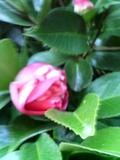 ツバキ・花に斑入り