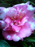 ツバキだった花