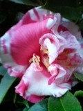 ツバキだった花