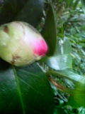 ツバキだった花