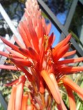 アロエの花