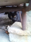 我が物顔の黒猫