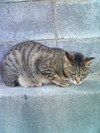 ネコ三匹揃い踏み