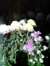 森町・キク（菊）の花特集