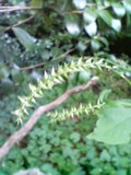 ヒナタイノコヅチ