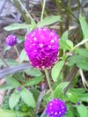 センニチコウ
