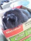 箱入り娘猫