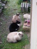 ひまわり～動物の未来のために