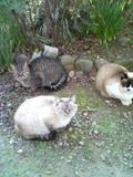 パンダ猫、一年お世話になりました