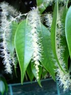 シイノキの花