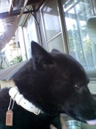 横顔が可愛いフーちゃん