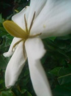クチナシの花