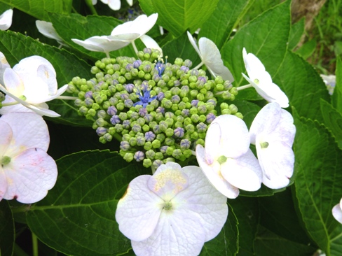 紫陽花☆