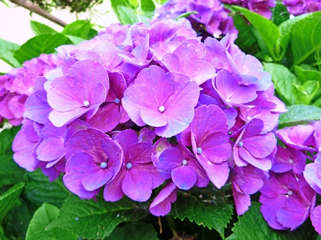 紫陽花☆