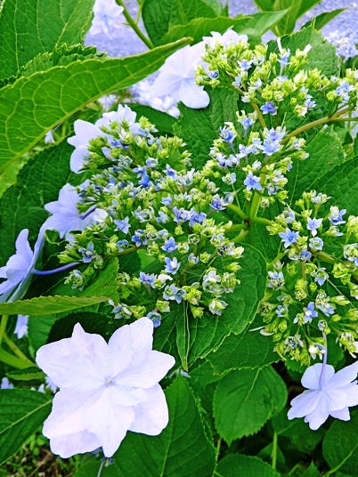 紫陽花☆