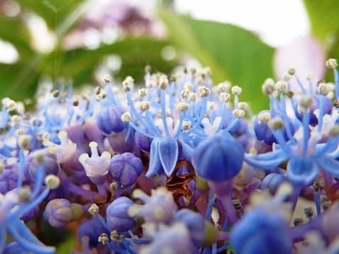 紫陽花☆