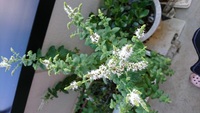 レモンバームの花