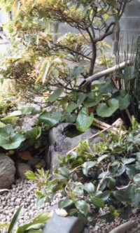 ひば材　（２）