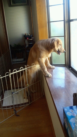 我が家のセコム