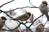 桜…
