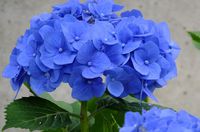 青色紫陽花 2015/06/18 12:02:36