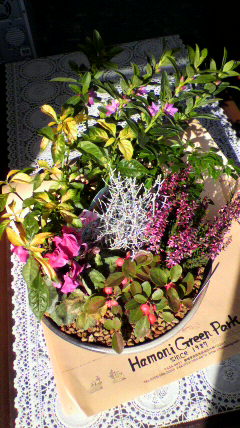 寄せ植え鉢花