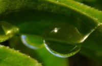 ”水滴の写真”　をデジカメで… 2015/04/15 16:14:31