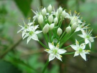 この白い可憐な花、実は…