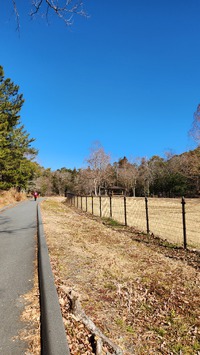 森林公園ウォーキング