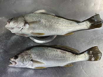 今朝の短時間釣行