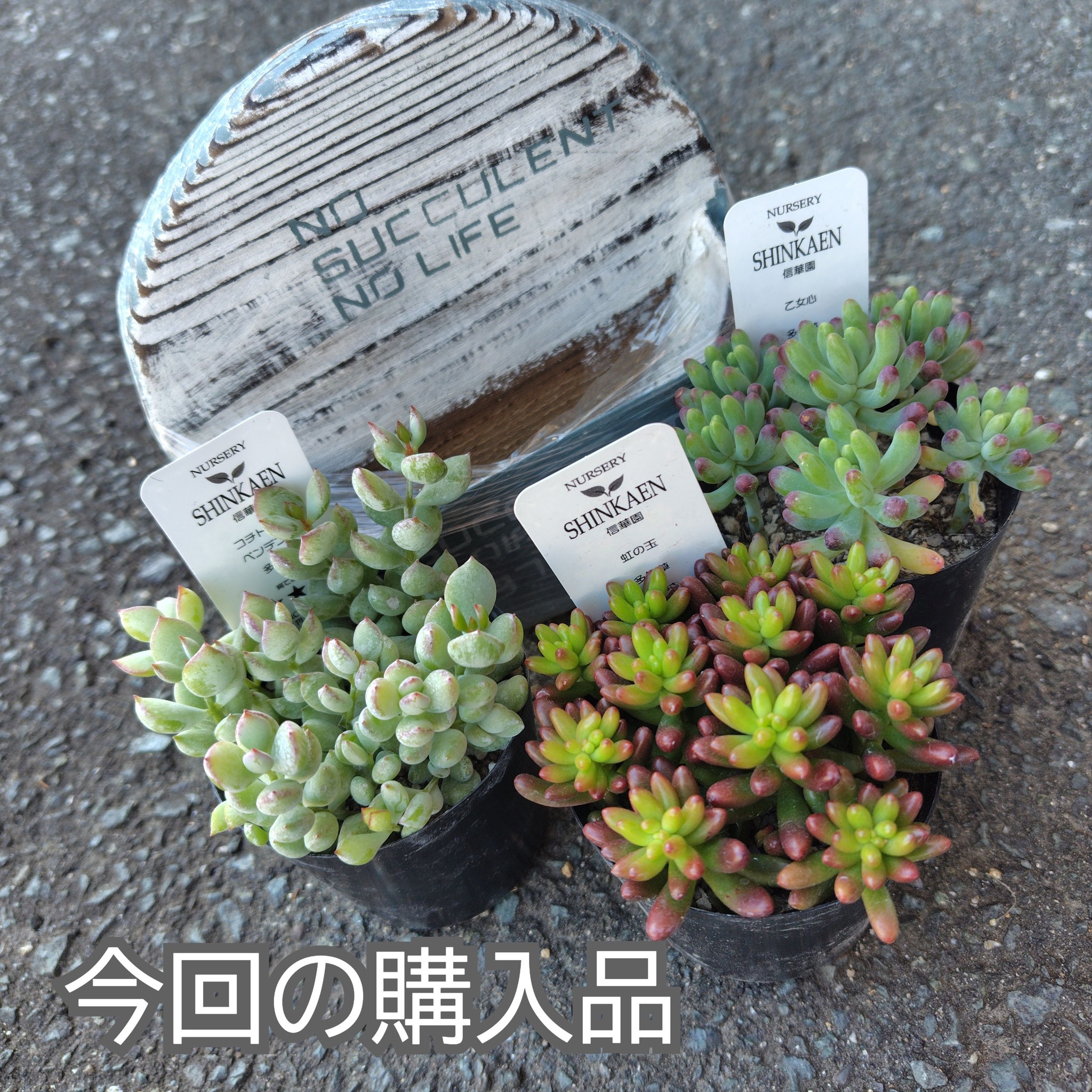 【新入り・多肉植物】