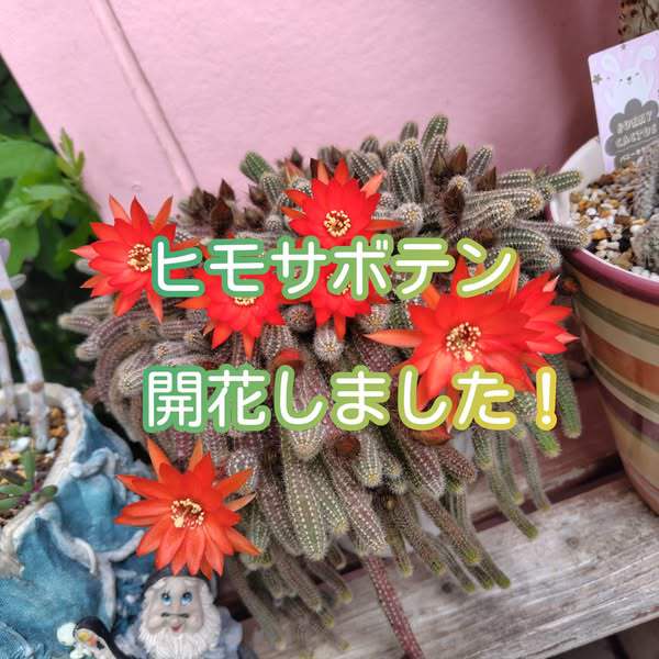 【ヒモサボテン開花】