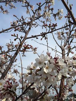 桜の季節
