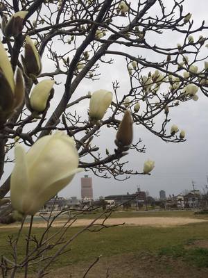 magnolia