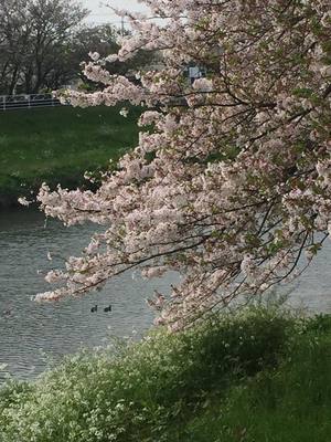 桜の季節も・・・