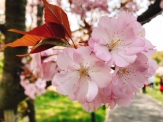 桜の季節