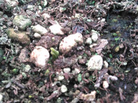 カニステル発芽