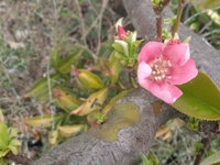 カリン開花