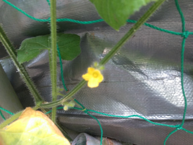 キワノ開花