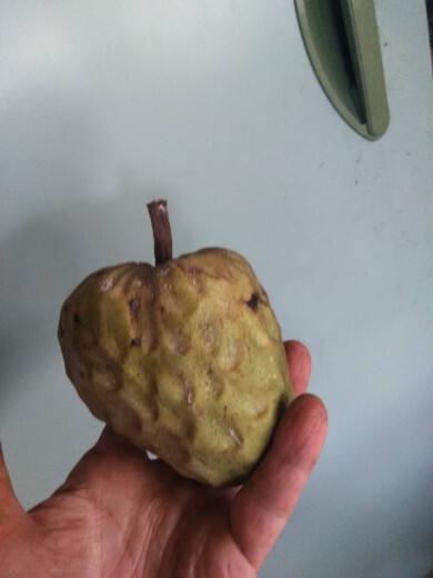 チェリモヤ収穫