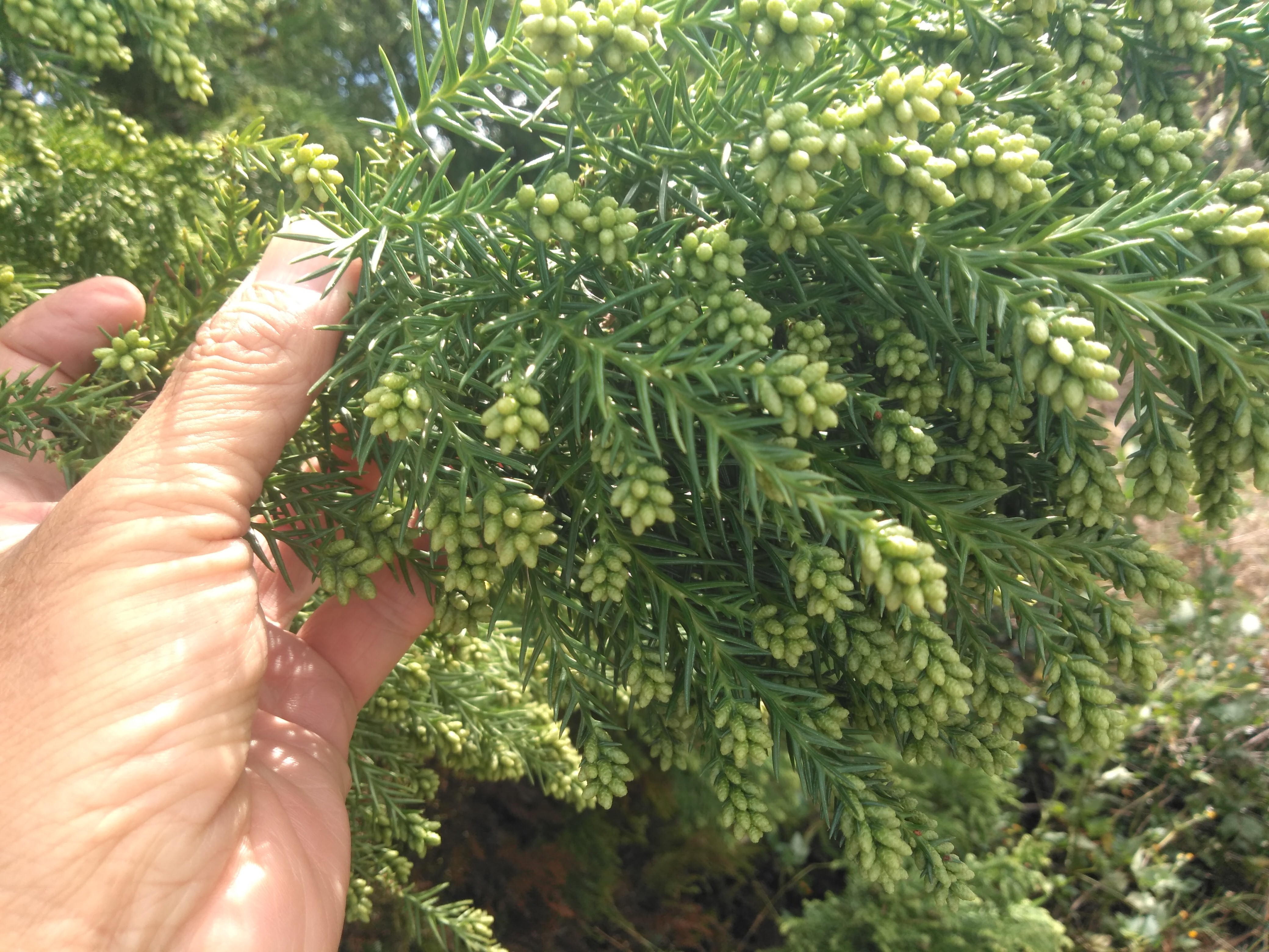 大量のスギ花粉