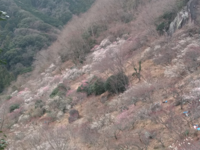 幕山の梅