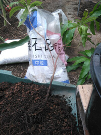 根腐れ