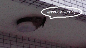 ヒナ誕生＼(~o~)／