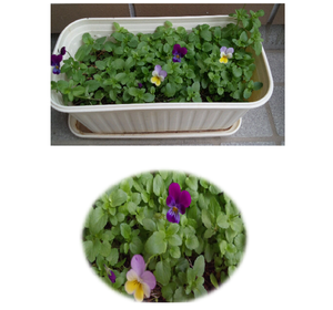 ビオラの花が・・・