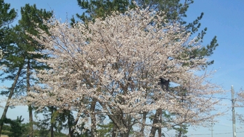 満州道路の桜も・・・