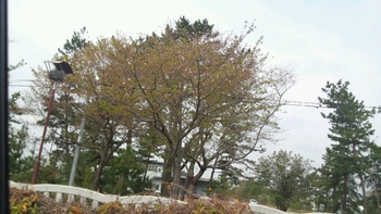 満州道路の桜も・・・