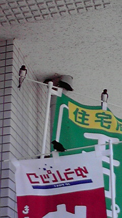 ことし２回目の巣立ち